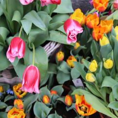 8 Tage Rhein Tulpenkreuzfahrt / Frühlingsreise mit nicko cruises