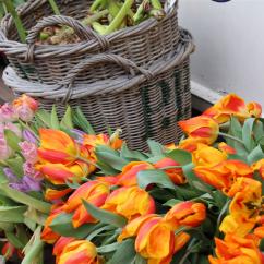 6 Tage Rhein Kreuzfahrt Tulpenzauber in Holland mit nicko cruises